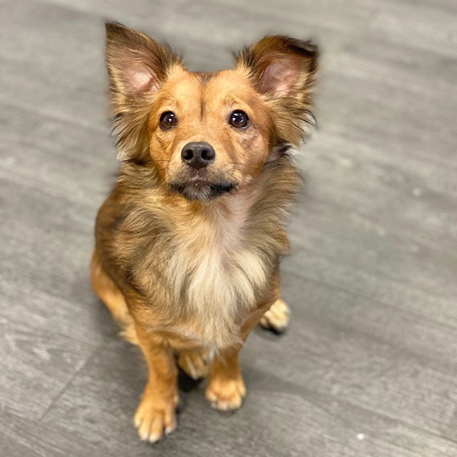 Buffy