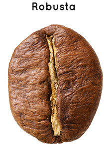 Robusta-Bohne